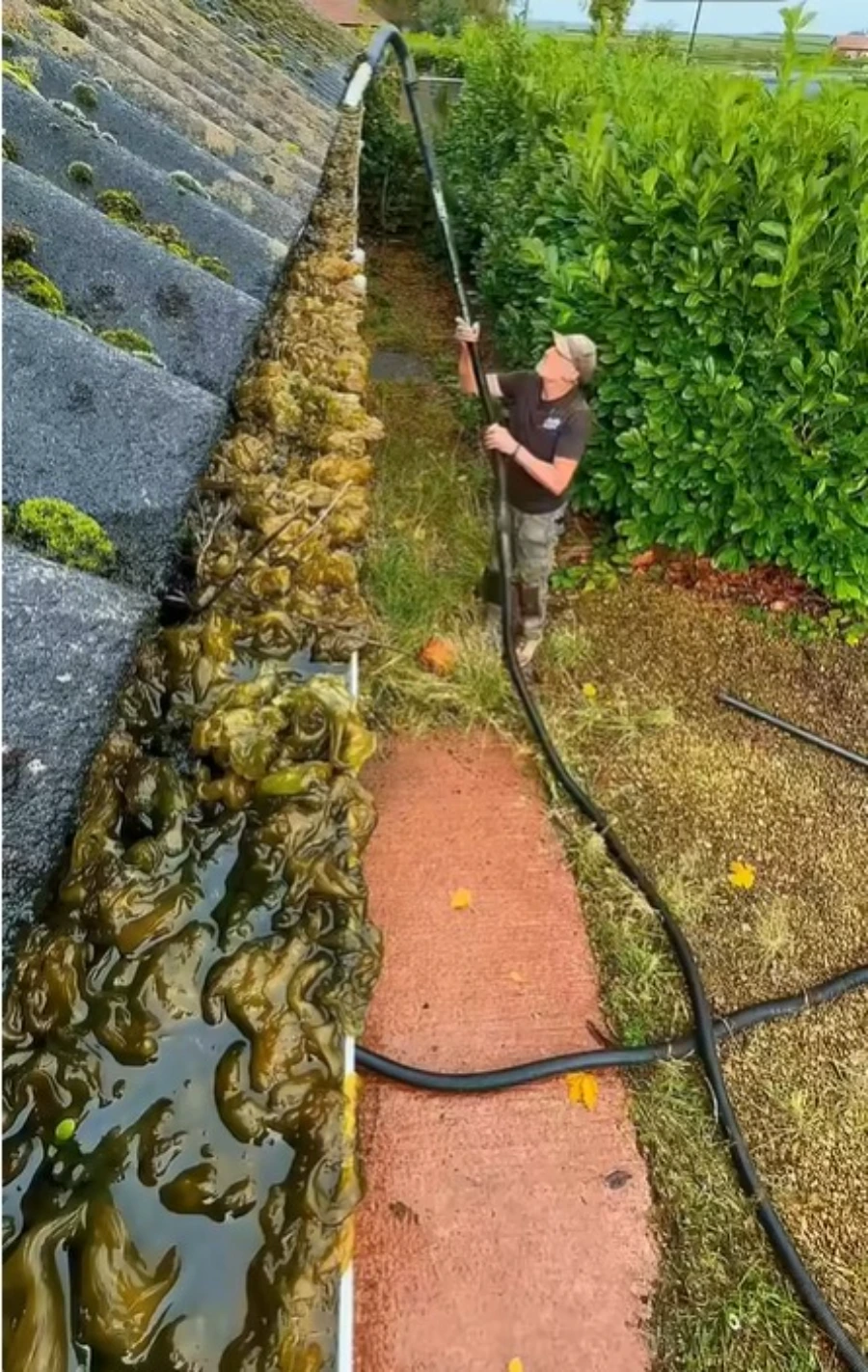 Catkin debris blocking gutter in Roseville CA