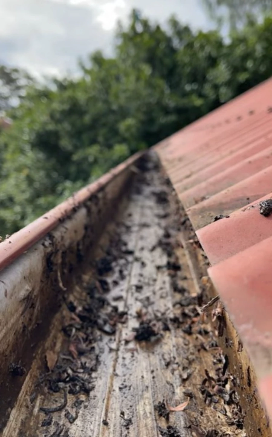 Dry leaves removed from clogged downspout in Roseville CA